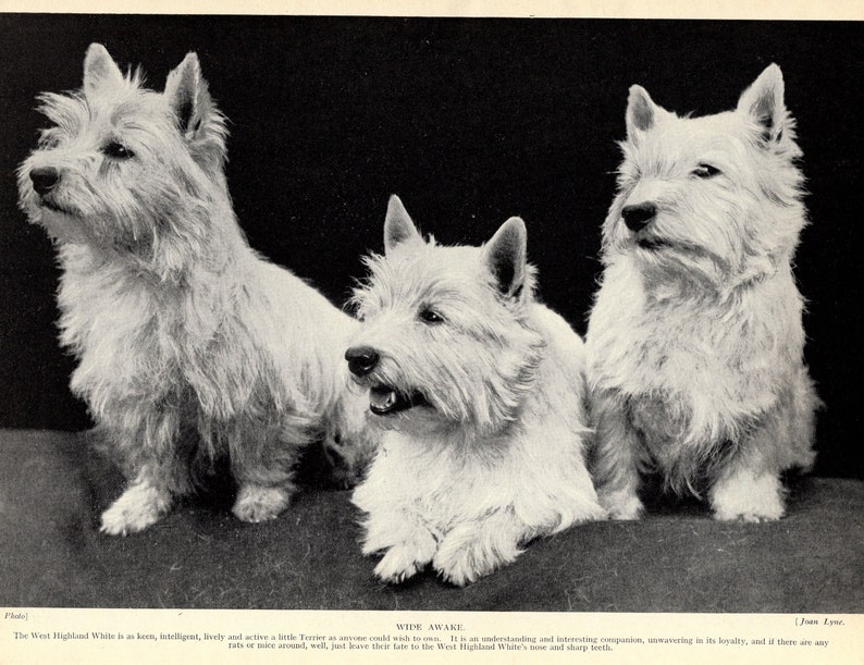 1930's West Highland White Terrier Print Gallery Wall Decor Wide Awake Westie Terrier Print Birthday Gift Idea 2398L image 1