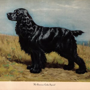 Antique Cocker Spaniel Print Wall Art Decor Vintage 1942 Edwin Megargee Cocker Spaniel Illustration Print Home Library Decor 12973w
