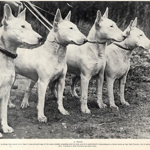 1930's Antique BULL TERRIER Print Team of Bull Terriers Dog