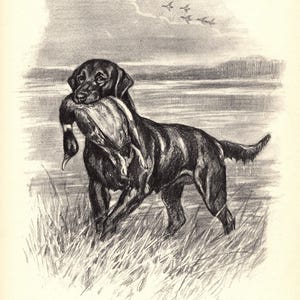 May include: A black and white charcoal-style illustration of a dark-coated retriever dog standing in tall grass near a body of water, holding a duck in its mouth. The artist signature Edwin Megargee is visible in the bottom right corner of the print.