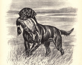 Vintage Labrador Retriever Print Edwin Megargee Black Lab Art Illustration Duck Hunting Decor Dog Art Birthday Gift Idea 13302e