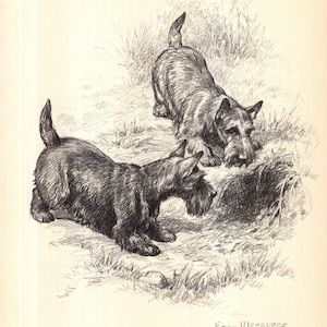 May include: A detailed pen and ink illustration of two Scottish Terriers in a grassy setting. One dog is sniffing the ground, while the other is in a crouched position. The artwork is signed by Edwin Megargee.