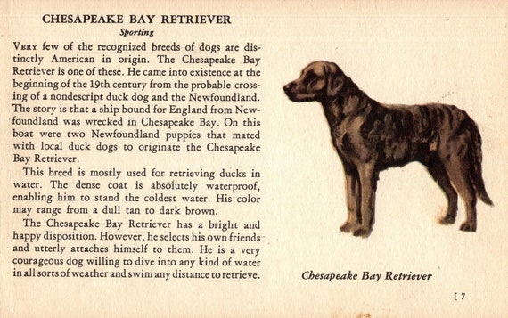 Tiny Chesapeake Bay Retriever Print 1940s MINIATURE Size CBR