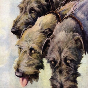 Lovely Irish Wolfhound Art Print Gallery Wall Art Decor Vintage 1930s Nina Scott Langley Irish Wolfhound Illustration Print Gift Idea 6470p