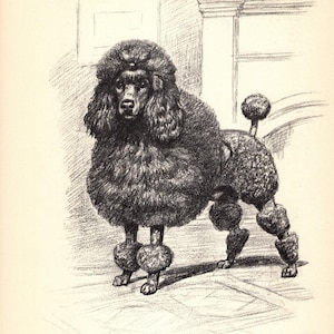 Vintage Poodle Print Wall Art Decor 1950s Edwin Megargee Poodle Dog Illustration Black and White Poodle Gift  Birthday Anniversary 11095L