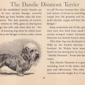 May include: An illustration of a Dandie Dinmont Terrier, a small dog breed. The text describes the breed's history, characteristics, and height of 8 to 11 inches.