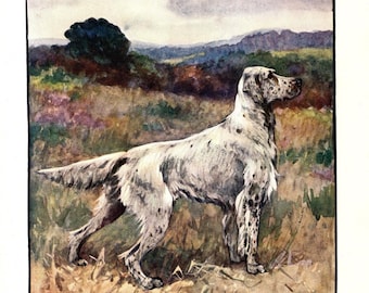 Antik engelsk setter från 1906, tryck, vintage Vernon Stokes engelsk setter, illustration, galleri, väggkonst, rustik stugdekor, gåva vs 12316a