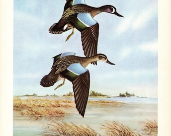 Vintage blauwe gevleugelde teal eend print muur kunst decor jaren 1950 groenblauw eend vogel kunst print kust watervogels decor Angus Shortt Art 13367v