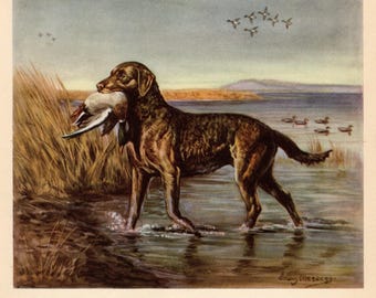 1942 Antique Chesapeake Bay Retriever Print Wall Art Home Decor Vintage Edwin Megargee CBR Illustration Print Birthday Gift 13548w