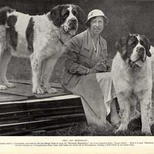 1930er Jahre Vintage Bernhardiner Druck Berndean Kennel Champs Mhora und Ailza Bernhardiner Druck 13467n