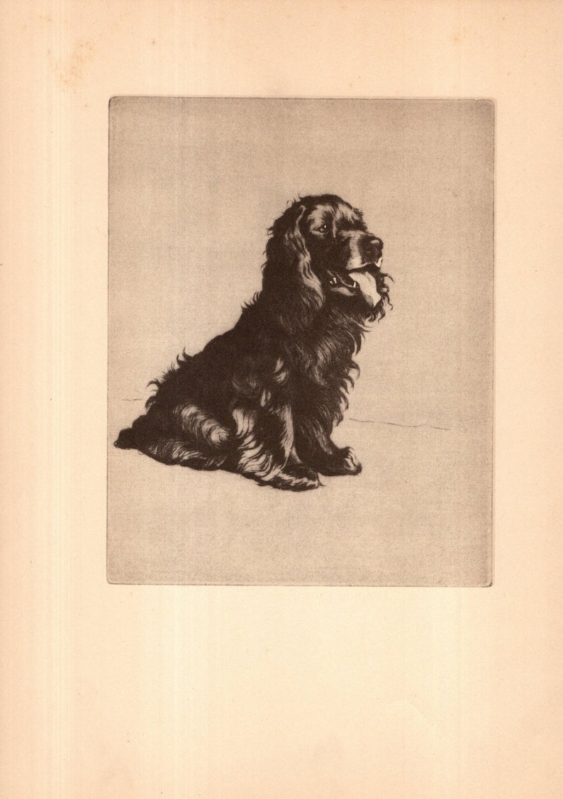 Vintage Field Spaniel Print Wall Art Decor 1932 Cecil Aldin Spaniel ...