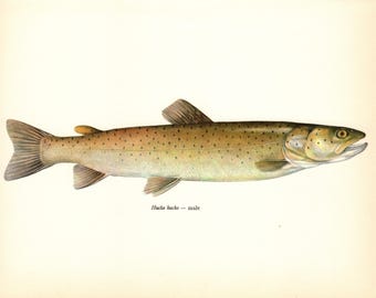 Vintage Fish Prints Set of 4 Gallery Wall Art Decor Fishing Theme Cabin Lodge Beach House Decor 6349