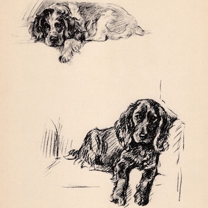 1937 Antique Springer Spaniel Print Wall Art Decor Vintage Lucy Dawson Springer Spaniel Illustration Gallery Wall Art Gift  10392p