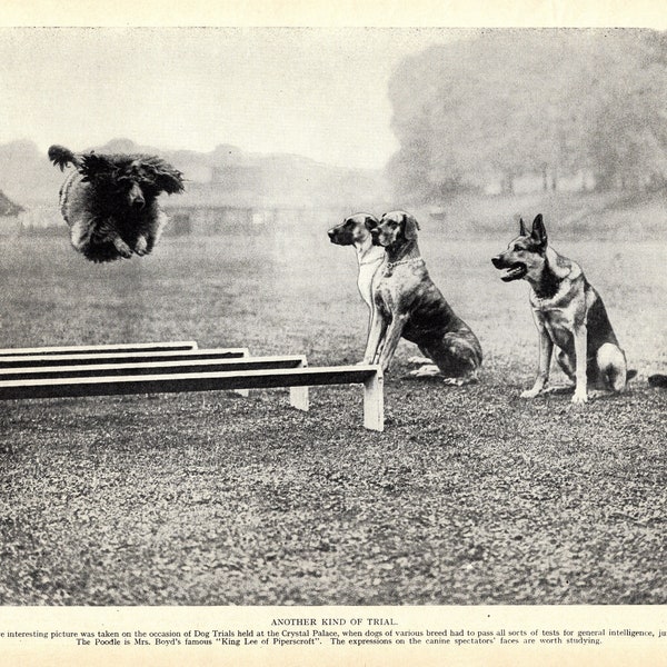 1930er Antique Dog Trials Print Champion Pudelkönig Lee von Piperscroft springt, während Dänen und Deutscher Schäferhund beobachten 7170k
