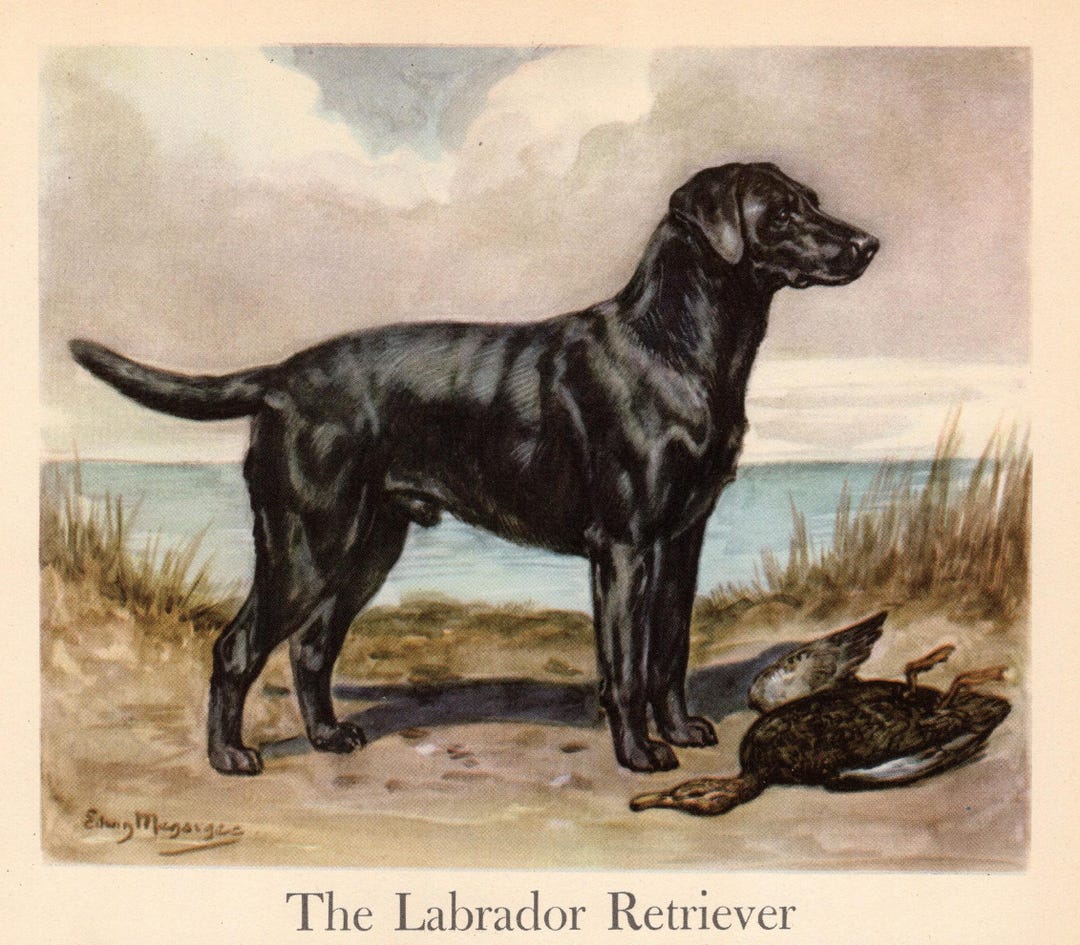 1942 Antique LABRADOR RETRIEVER Dog Print Edwin Megargee Hunting