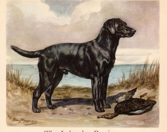 1942 Antique LABRADOR RETRIEVER Dog Print Edwin Megargee Hunting Dog Art Print Illustration Wall Art Home Library Decor 13435y