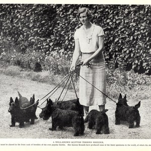 1930's Antique Scottish Terrier Print Wall Decor C M Cross Scotty Kennel Print Birthday Gift Idea 7740b