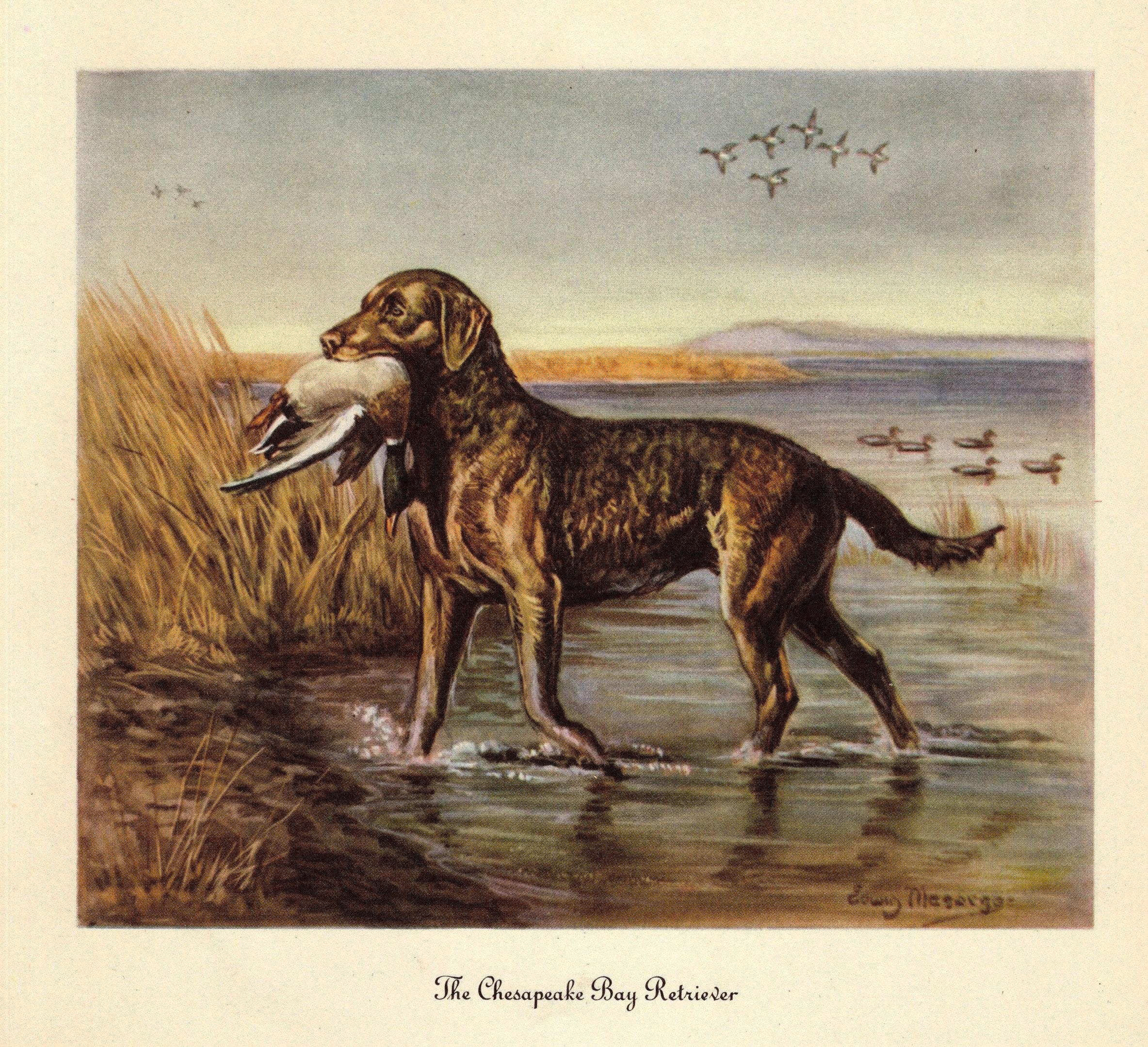 Chesapeake bay hotsell retriever merchandise