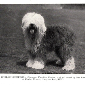 1931 Old English Sheepdog Print Champion Moonshine Weather Kennels Sheepdog Wall Decor Birthday Gift Idea 10535j