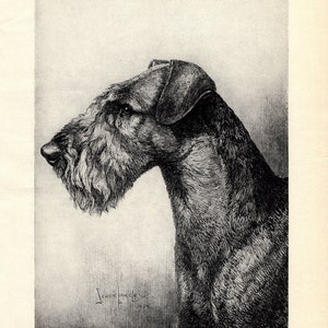 1930's Antique AIREDALE TERRIER Dog Print Wall Art Decor Vintage Nina Scott Langley Airedale Illustration Gift Idea 8124h