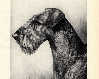 1930's Antique AIREDALE TERRIER Dog Print Wall Art Decor Vintage Nina Scott Langley Airedale Illustration Gift Idea 8124h