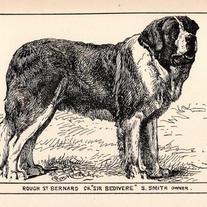 1900 Antique St Bernard Print Champion Sir Bedivere Dog Art R H Moore Illustration Hunting Lodge Cabin Decor  6631n