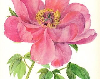 Romantic Peony Flower Art Print Botanical Print Pink Purple Flower Gallery Wall Art Home Library Decor  Shrub 10710-74