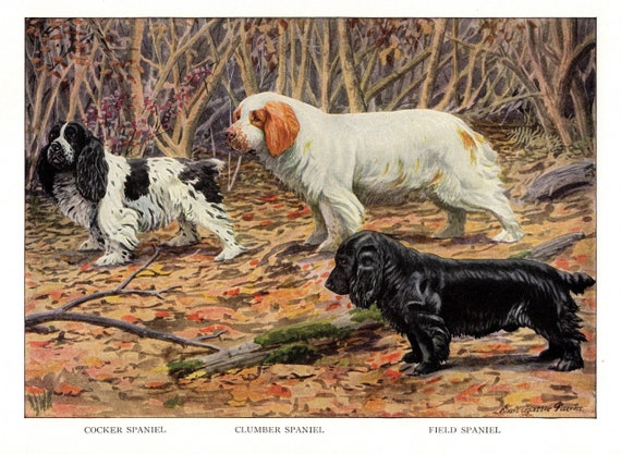 Clumber spaniel sale gifts