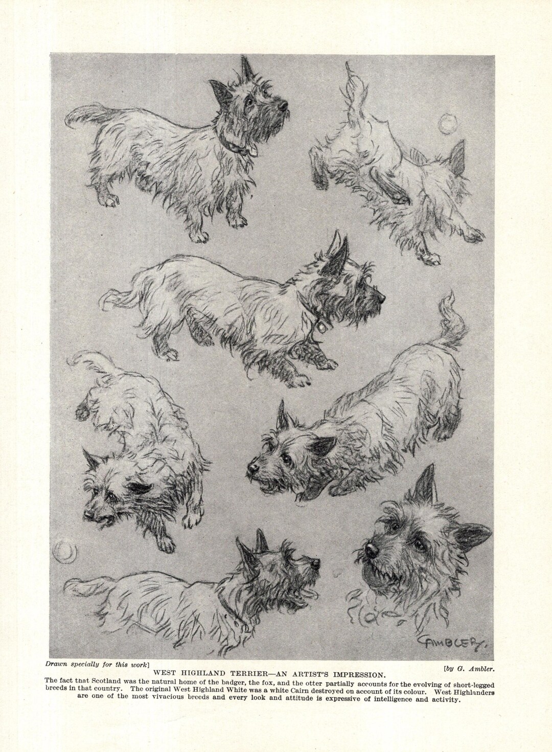 1930's Antique West Highland White Terrier Print Wall Art Decor Vintage ...