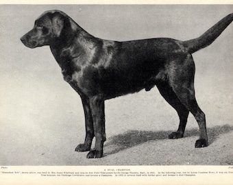 1930's Antique LABRADOR RETRIEVER Print Wall Decor Champion Bramshaw Bob Labrador Print Birthday Gift Idea 13537k