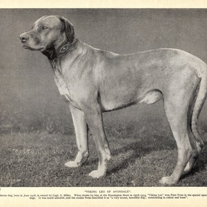 1930&#39;s Antique RHODESIAN RIDGEBACK Print Viking Leo of Avondale Rhodesian Ridgeback Wall Decor Birthday Gift Idea 7126t