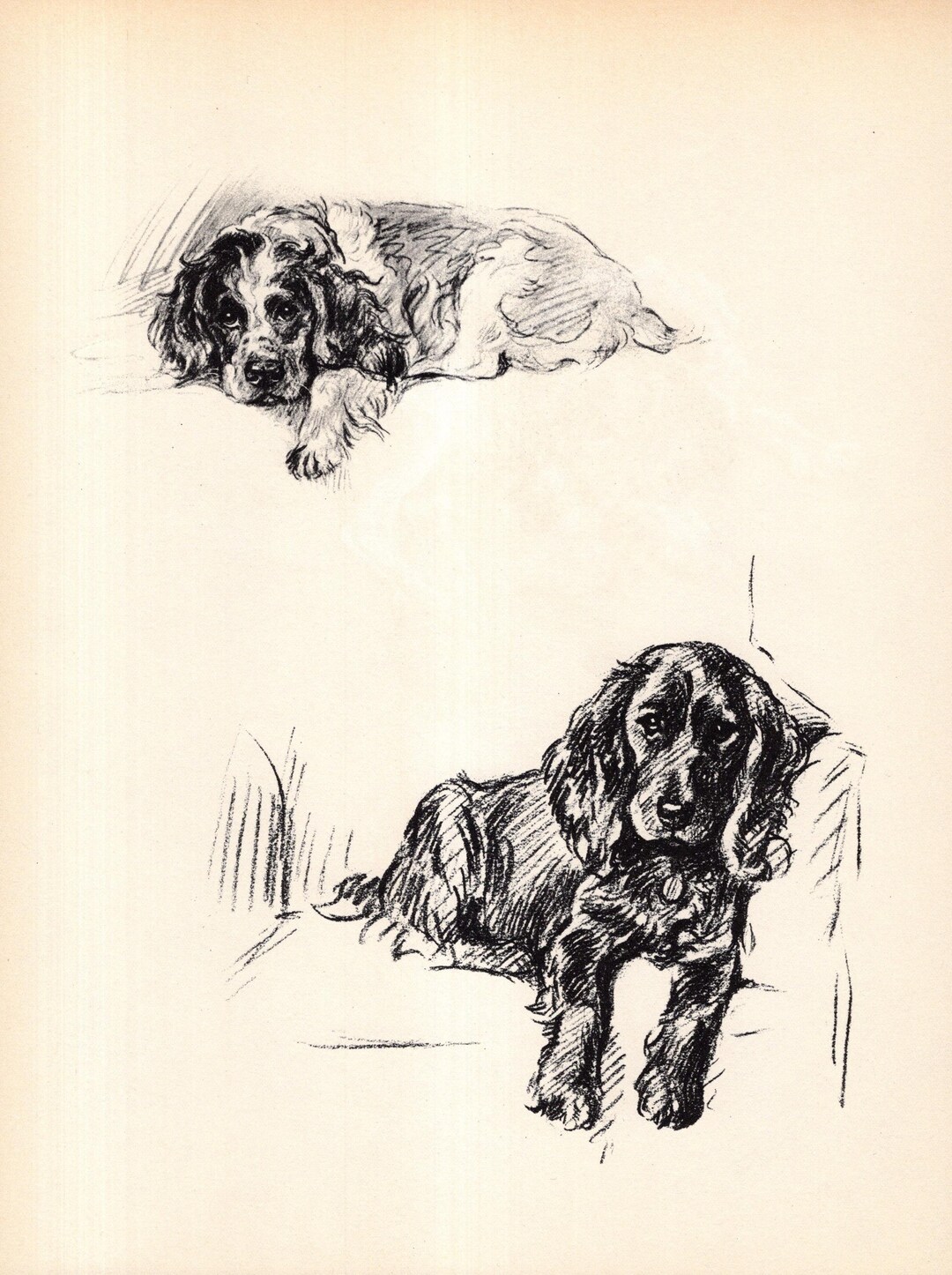 1937 Antique Springer Spaniel Print Wall Art Decor Vintage Lucy Dawson ...