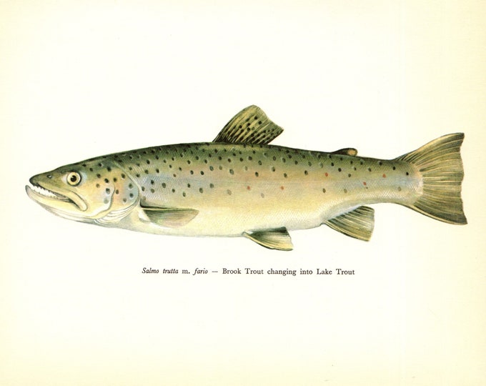 Vintage Trout Fish Prints Set of 4 Trout Fish Art Prints - Etsy