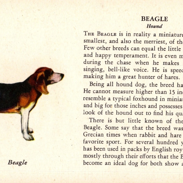 1939 Tiny BEAGLE Print MINIATURE Size Beagle Illustration for Gallery Wall Decor Birthday Gift Idea 8251e