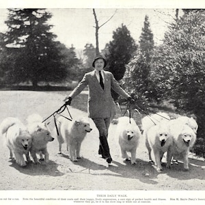1930年代のアンティークサモエドプリント、Keyte Perry作「サモエド犬の毎日の散歩」壁飾り、誕生日プレゼントに最適 11374r
