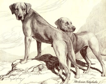 1930's Antique RHODESIAN RIDGEBACK Dog Print Nina Scott Langley Rhodesian Ridgeback Art Illustration Birthday Gift Idea 8148h