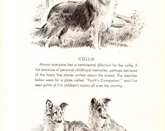 1940er Jahre Vintage Collie Print Wandkunst Dekor Morgan Dennis Collie Illustration Galerie Wandkunst Kinderzimmer Dekor Collie Geschenkidee 13188Q