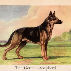 Antique German Shepherd Print Wall Art Decor 1942 Edwin Megargee German Shepherd Illustration Birthday Gift Home Library Decor 11311t