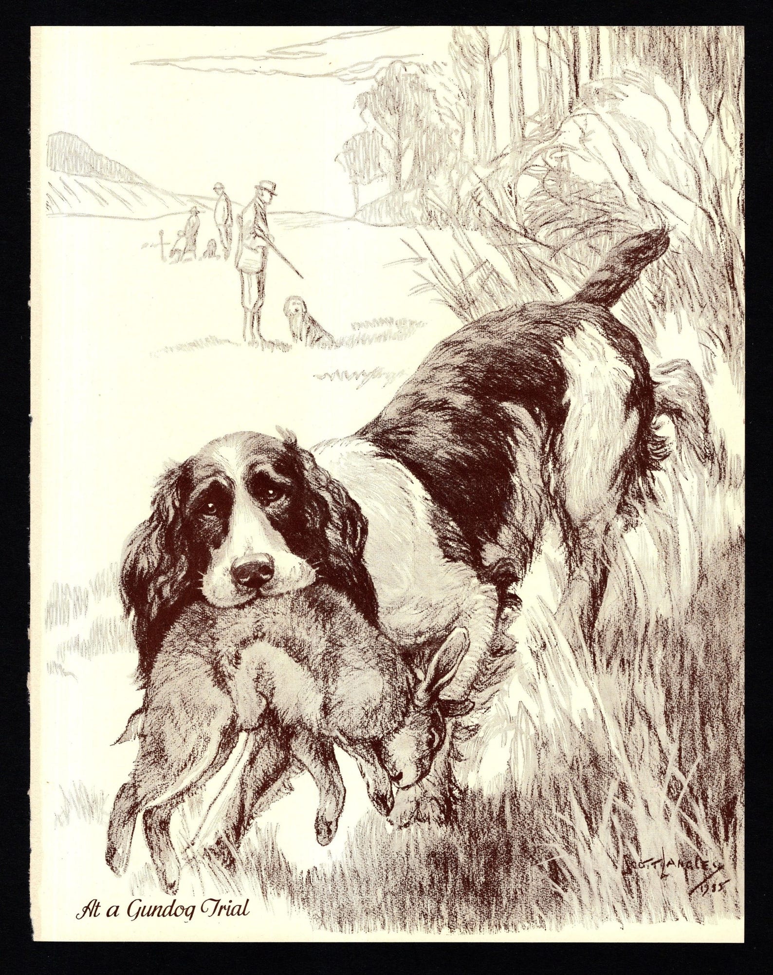 1930's Antique SPRINGER SPANIEL Print Wall Art Decor Rabbit Hunting Dog ...