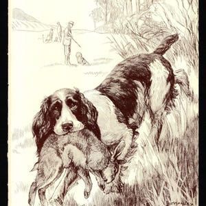 1930's Antique SPRINGER SPANIEL Print Wall Art Decor Rabbit Hunting Dog ...