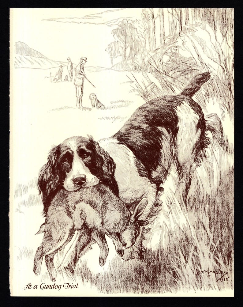 1930's Antique SPRINGER SPANIEL Print Wall Art Decor Rabbit Hunting Dog ...
