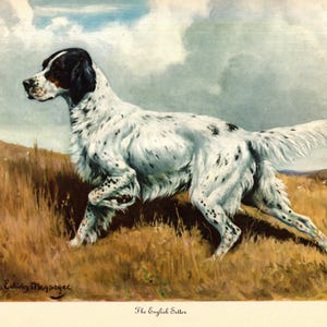May include: An illustration of an English Setter dog in a field. The dog is white with black spots and a black head, running through tall, dry grass. The sky is cloudy with a hint of blue. The text at the bottom reads "The English Setter".