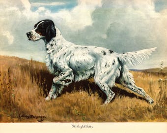 May include: An illustration of an English Setter dog in a field. The dog is white with black spots and a black head, running through tall, dry grass. The sky is cloudy with a hint of blue. The text at the bottom reads "The English Setter".