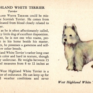 1939 Tiny West Highland White Terrier Print MINIATURE Ole Larsen Westie Dog Illustration Wall Art Decor Birthday Gift Idea 6076n