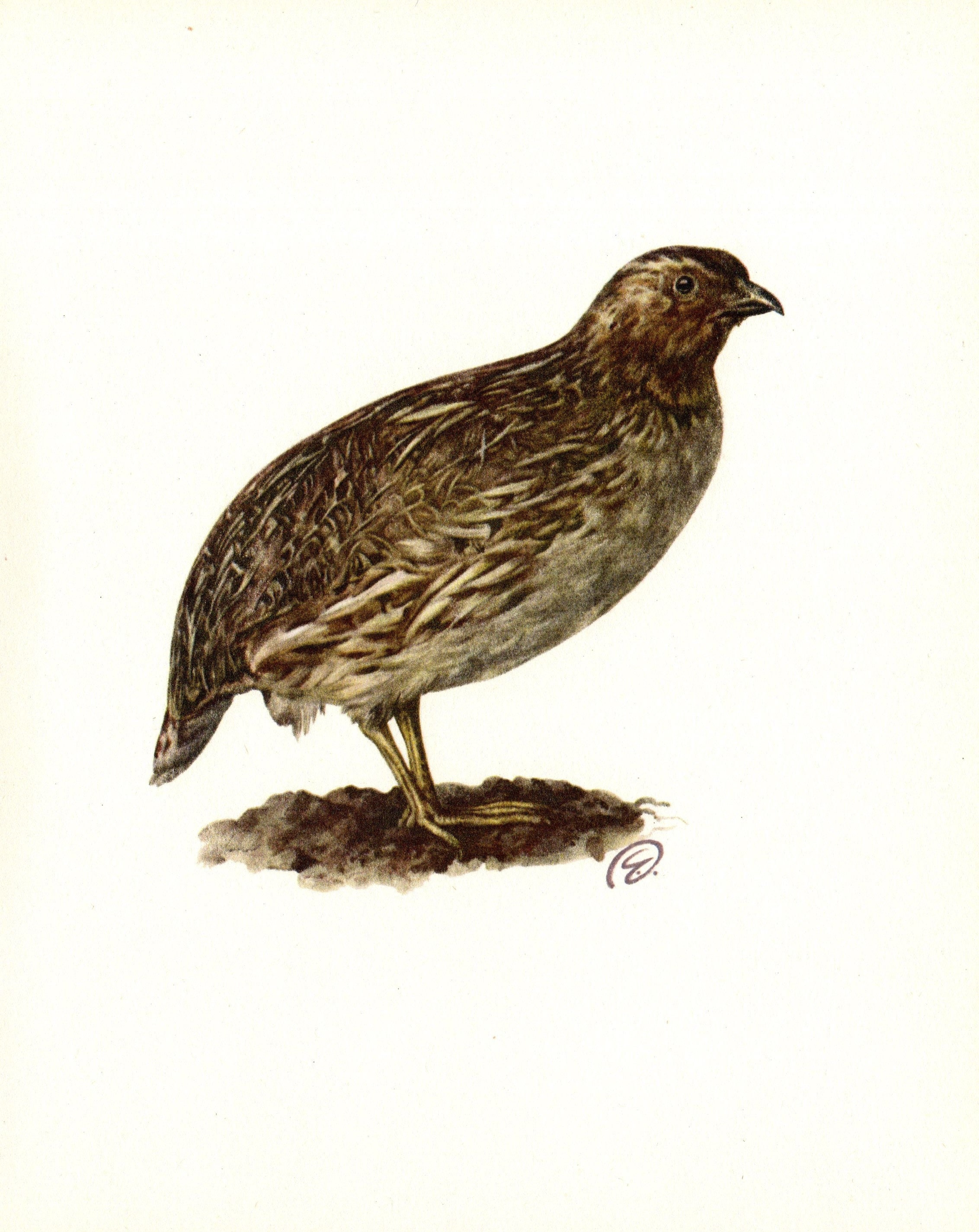 Vintage Quail Bird Print Vintage Quail Art Illustration Print Etsy