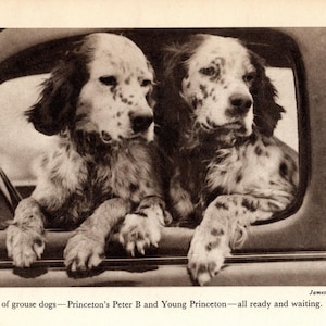 1948 ENGLISH SETTER Print Peter B and Young Princeton Grouse Hunting Dog Hunting Lodge Cottage Home Decor Gift for Birthday 10457j