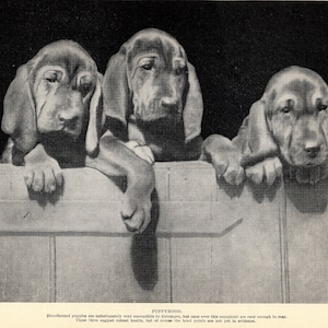 1930&#39;s Antique Bloodhound Print Wall Decor Bloodhound Puppy Puppies Print Birthday Gift Idea 5390m