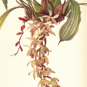 Vintage Orchidee Print Wand Kunst Dekor Weiße Blume Botanische Kunst Cottage Decor Coelogyne Massangeana Orchidee Kunstdruck 9858-68