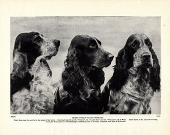 1930's Antique COCKER SPANIEL Dog Print Champions Ivador Lucky Star and Whoopee Cocker Spaniel Wall Decor Birthday Gift Idea 8130p