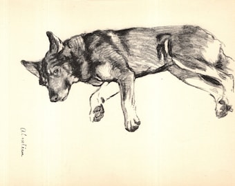 Puede incluir: Un boceto a lápiz de un perro en posición reclinada. El perro es principalmente negro y marrón, con vientre y patas más claros. La obra de arte está firmada en la esquina inferior izquierda. La cabeza del perro está baja y su mirada se dirige hacia abajo.